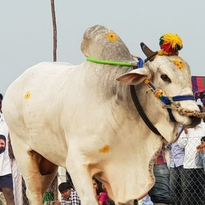 ramacha10884698's profile picture. Government service