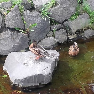 HMKyXW0Crf2rU1i's profile picture. 50代 男 IT系 美味しいもの、スイーツ、お酒大好きです 。 嫁が病気でHできないので婚外公認。女性の恥ずかしがっている顔、感じてる顔を見るのが好きです。遠隔好きです。 髭あり。髭クンニいいらしいです、知らんけど。一人暮らし  #羞恥 #S #奉仕型S