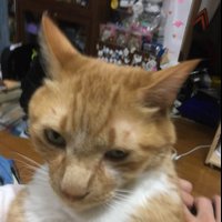 ラティー (@nectamia) 's Twitter Profile