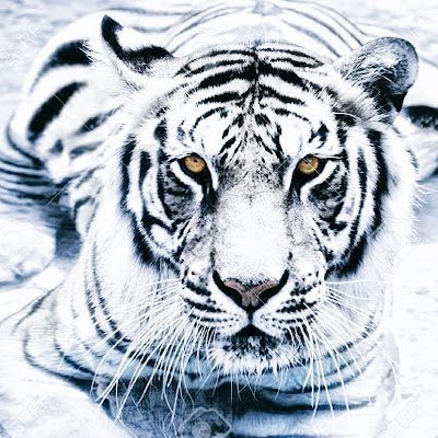 hound_god's profile picture. 🍚 今の情けは後の仇。繁星满天亮晶晶🌟超最高な今と未来をつくる。割り切り上手になる。人に厳しく。きめぇ女はNGで。光のフォースを伸ばす