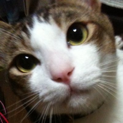 r_trade666's profile picture. 為替/FX/BTCFX/スロット/期待値主義