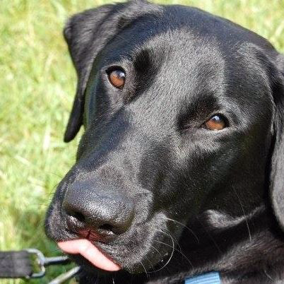 DavinaMcMurdo's profile picture. Dog trainer, Dog Behaviour Consultant. Whitesnake, Elvis,Meatloaf, Dogs, Wine, Food.