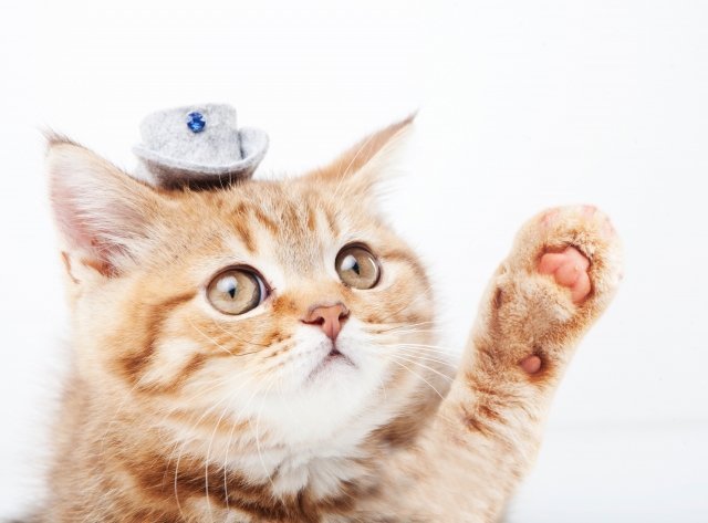 nekonkeo's profile picture. 可愛い面白いねこねこの画像でいやされてください🐱