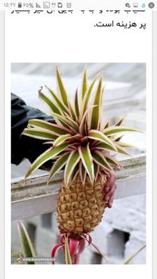 mahhddy's profile picture. 