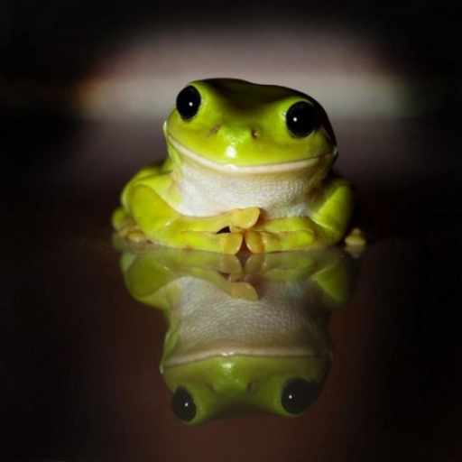 4ever_frog Profile Picture