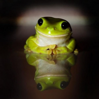 Alejandro Prados (@4ever_frog) 's Twitter Profile Photo Alejandro Prados (@4ever_frog) 's Twitter Profile Photo