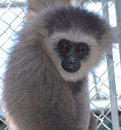 Gibbon Center is a 501c3 that houses 40 gibbons, is dedicated to their conservation by promoting public education, habitat preservation & advance care practices