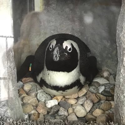 取引用。成人済み。ハイキュー(スガさん,夜久さん,赤葦)、あんスタ(最推し真緒・凛月、トリスタP、KnightsP、萊香)※お声がけ頂く際は固定ポスト必読。ゆうちょ、PayPay対応。今後のあんスタお取引:大変不快なことがありましたため真緒 凛月が推しの同担様とはお取引控えさせていただきます🙇♀️