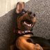 Nala the Dobermann (@dogstrustnala) Twitter profile photo Nala the Dobermann (@dogstrustnala) Twitter profile photo