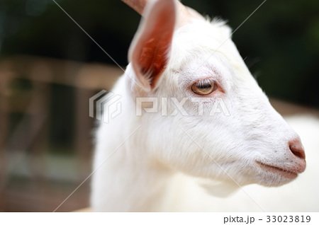 アパラチアトラベラーさんのプロフィール画像
