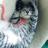 chibira_bobtail's profile image