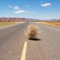 Tumbleweed Track Club (@tumbleweedtc) 's Twitter Profile