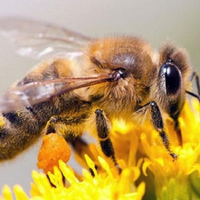 BeeHS Bees and Beekeeping(@AndBeehs) 's Twitter Profile Photo