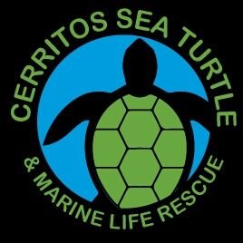 Cerritos Sea Turtle Rescue A.C. es una organización sin fines de lucro dedicada a la protección de las tortugas marinas y la vida marina las playas de Cerritos