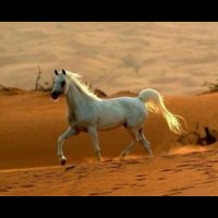 مروان (@atfafhzo1rlx6dq) Twitter profile photo