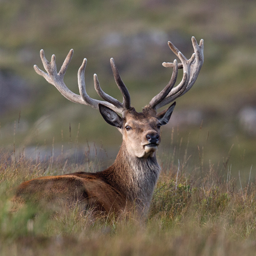 280 characters of #NaturalHistory #Photography #Wildlife #TheArchers, but not necessarily in that order.