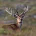 Dave Blake (@wessexwildlife) Twitter profile photo Dave Blake (@wessexwildlife) Twitter profile photo