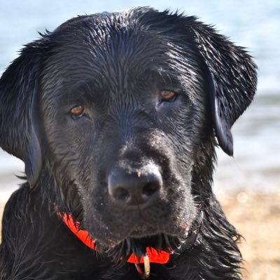 winwoodsmommy's profile picture. 🐶 mom, 🎧 head, 🛒aholic, 🏥 nerd, 🎨 lover, ⚖️ legally blonde, 🧠 chronic migraineur, trashy 📺 addict. Brain is 💯 trying to kill me. Dogs/ppl any day.