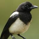 Hannah Blyth - @NaturesRespite - Twitter