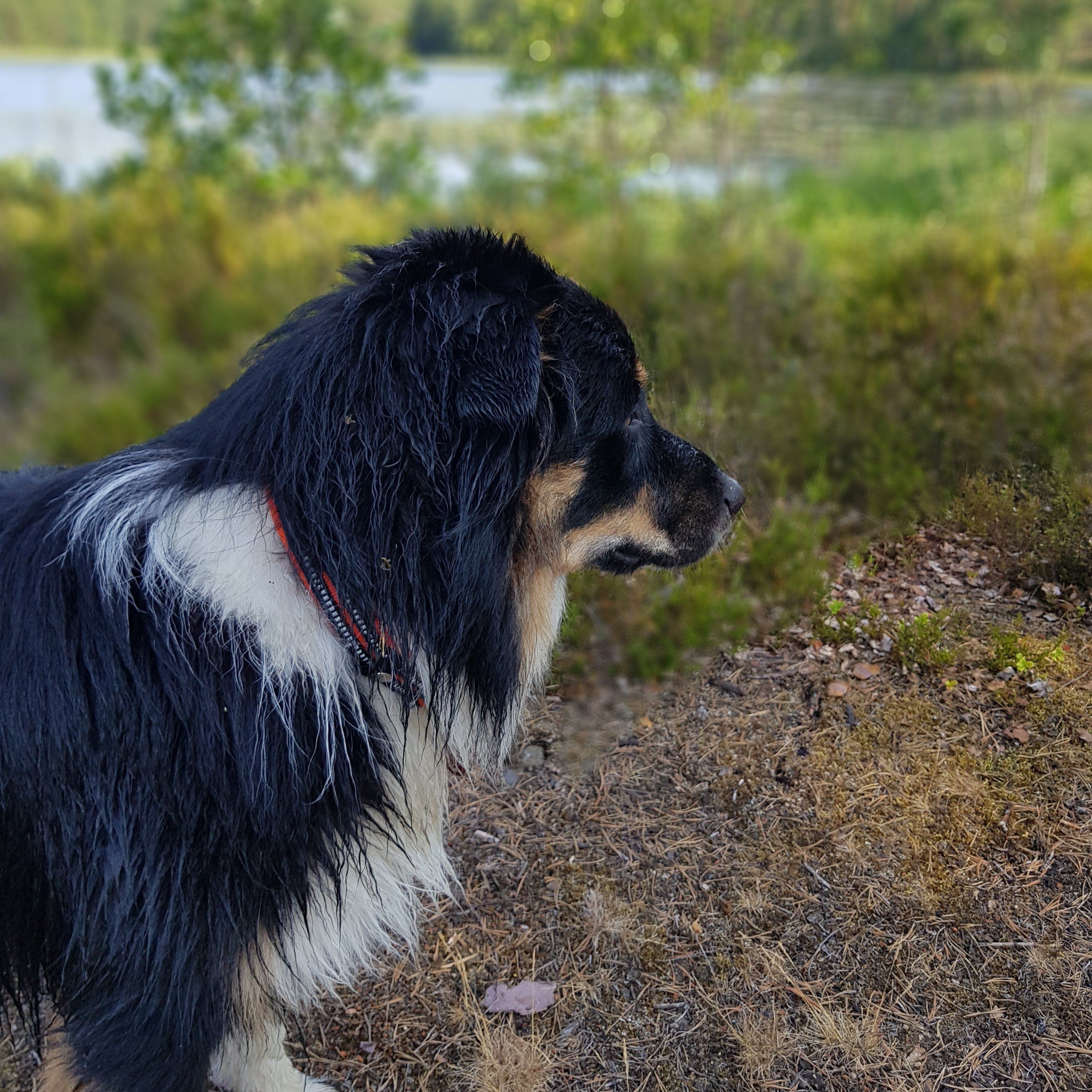 buxustb's profile picture. 