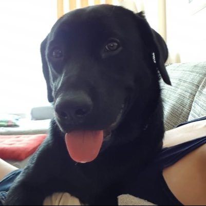 AlexandreMaSal's profile picture. Apenas quero ver tretas e animaizinhos.