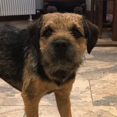 Border terriers are mint.