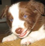 Raising a Border Collie is an interesting ride. Getting a Border Collie Puppy or have you had one for a while? Let's hear it.