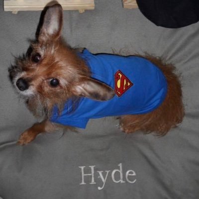 You will love our stylish collections of #puppy and #dog clothing. Made with #love and doggie approved by Hyde!