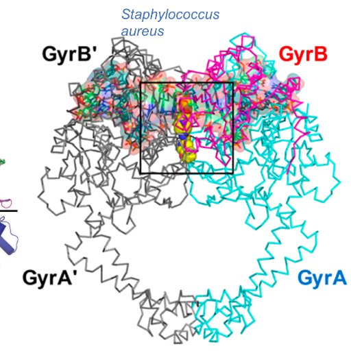 @VanderbiltU lab focused on the molecular✂️ known as type II topoisomerases. Account is student run.