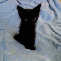 Alev Karakartal (@alevkarakartal) 's Twitter Profile