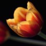 Charlidee_1's profile picture. Hi! My name is Charli Dee. Just a simple Christian and blogger spreading some inspiration. Email: charlidee1@yahoo.com https://t.co/ttf3n1JxtP