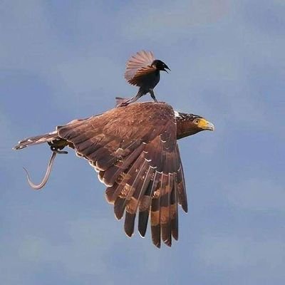 JumaNyabaiga's profile picture. Mungu akitaka uishi  utaishi tuu