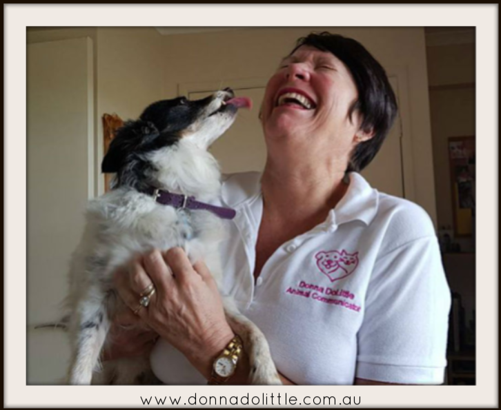 Hi I'm Donna Hamer aka Donna DoLittle Animal Communicator/ Pet Psychic / Intuitive Healer. Have you ever wondered what your pets are saying or thinking?