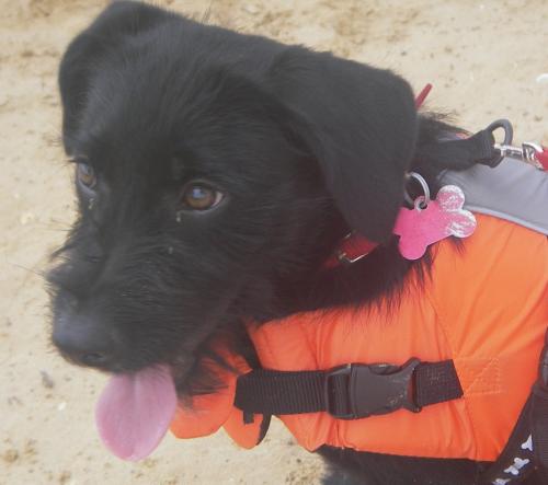 Rescue pup, born somewhere in Oklahoma, found my humans on the internet, now living in Texas