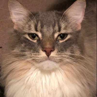 AntheaCampbell4's profile picture. Reading, cats, coffee