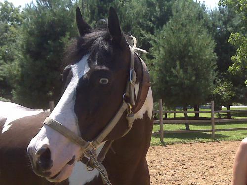 Horse_Heaven's profile picture. ... my life and passion is horses horses horses