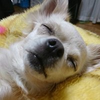 すずぱぱ (@suzupapamasany) Twitter profile photo