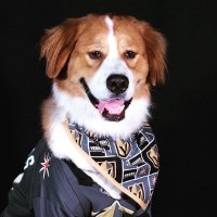 Nash-Vegas The Pup(@nashvegasthepup) 's Twitter Profile Photo