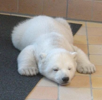 tuharu's profile picture. 豊島区在住です。仕事では、一都三県の範囲で結構広範囲で動いています。よろしくお願いします！