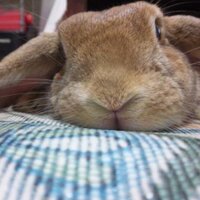 なまけうさぎ (@terribunny) 's Twitter Profile Photo なまけうさぎ (@terribunny) 's Twitter Profile Photo