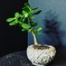 Plant Vermiculture Obsessed (@obsessedplant) Twitter profile photo Plant Vermiculture Obsessed (@obsessedplant) Twitter profile photo