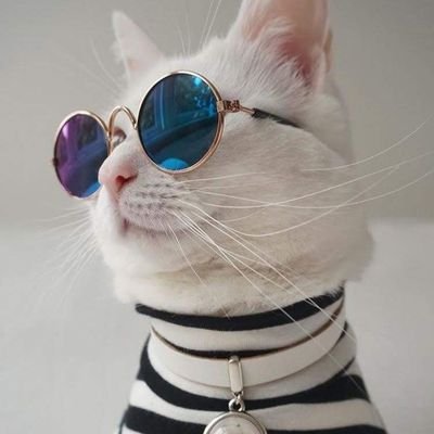 SilverWolfeYT Profile Picture