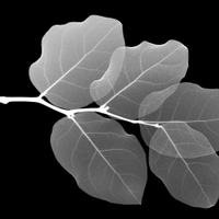 ESF_ecophyslab (@esf_ecophyslab) 's Twitter Profile