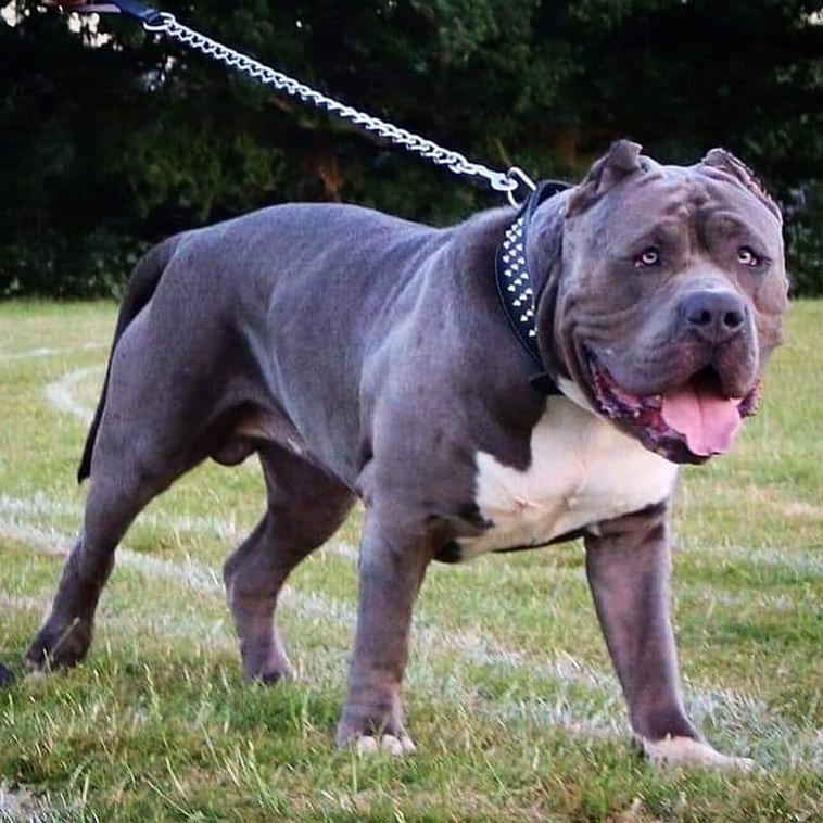 AMERICAN BULLY STUD DOG
OPEN FOR STUD SERVICE
FRESH / FROZEN SEMEN
SHIPPED WORLDWIDE NEXT DAY DELIVERY ALWAYS .
INSTAGRAM:
@extralargebulls
FACEBOOK INSTA