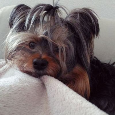 Hola aquí le dejo el tw a mi madre que es nueva, cuidenla. Comenta realitys, GH desde que empezó, es fans del C tangana, SV, OT de vez en cuando. Mala mujer