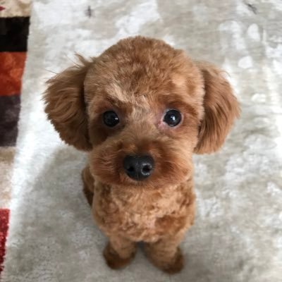 山口犬 スターウォーズ モンスト スター ウォーズ に登場するハン ソロ チューバッカ ルーク R2 D2 レイ ポー 8 フィンが モンスト にやってきた さらに ダース ベイダー がクエストに降臨 みんなで一緒にコラボを楽しもう