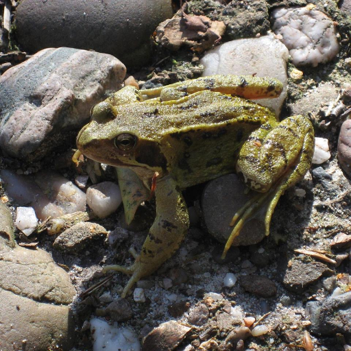 ExmouthWildlife's profile picture. Aim is to learn about, protect & conserve the wildlife living alongside us in Exmouth. Interested in all wild animals, plants, fungi, biodiversity & habitats🐾