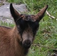 Kids are good. Also, Swiss mountain goats.