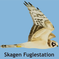 Skagen Bird Observatory (@skagenbirdobs) 's Twitter Profile Photo Skagen Bird Observatory (@skagenbirdobs) 's Twitter Profile Photo