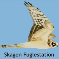 Skagen Bird Observatory(@skagenbirdobs) 's Twitter Profile Photo